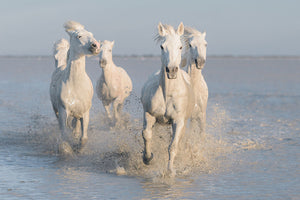 Running White Horses Wall Mural Wallpaper - Canvas Art Rocks - 1