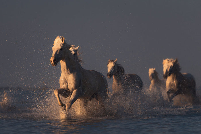 Horses in sunset light Wall Mural Wallpaper