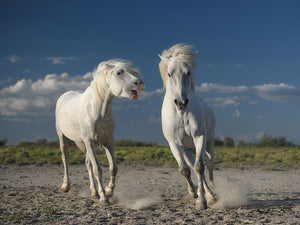 White Beach Horses Wall Mural Wallpaper - Canvas Art Rocks - 1