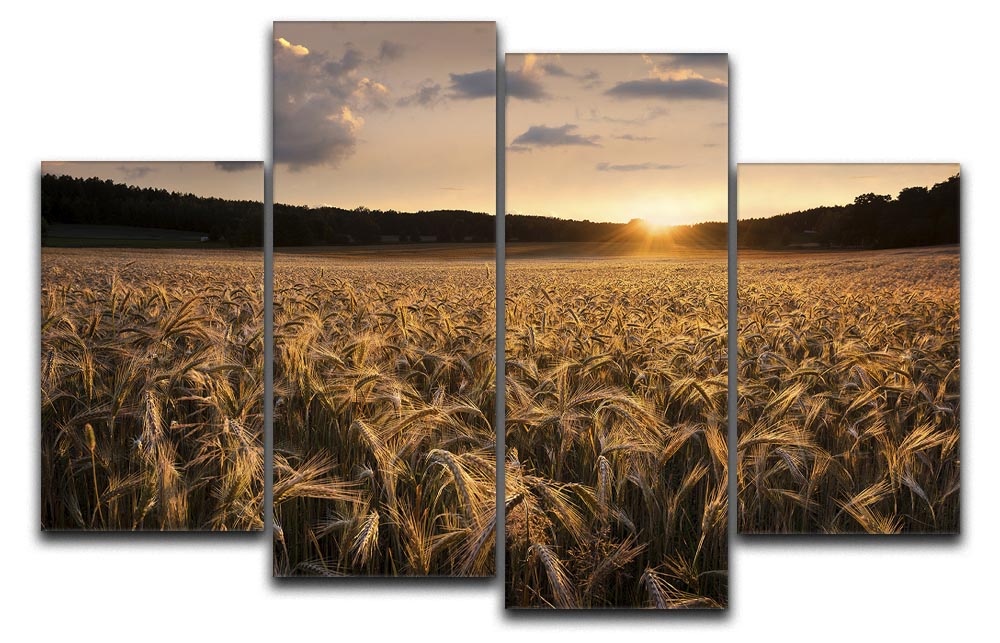 Fields Of Gold 4 Split Panel Canvas - Canvas Art Rocks - 1