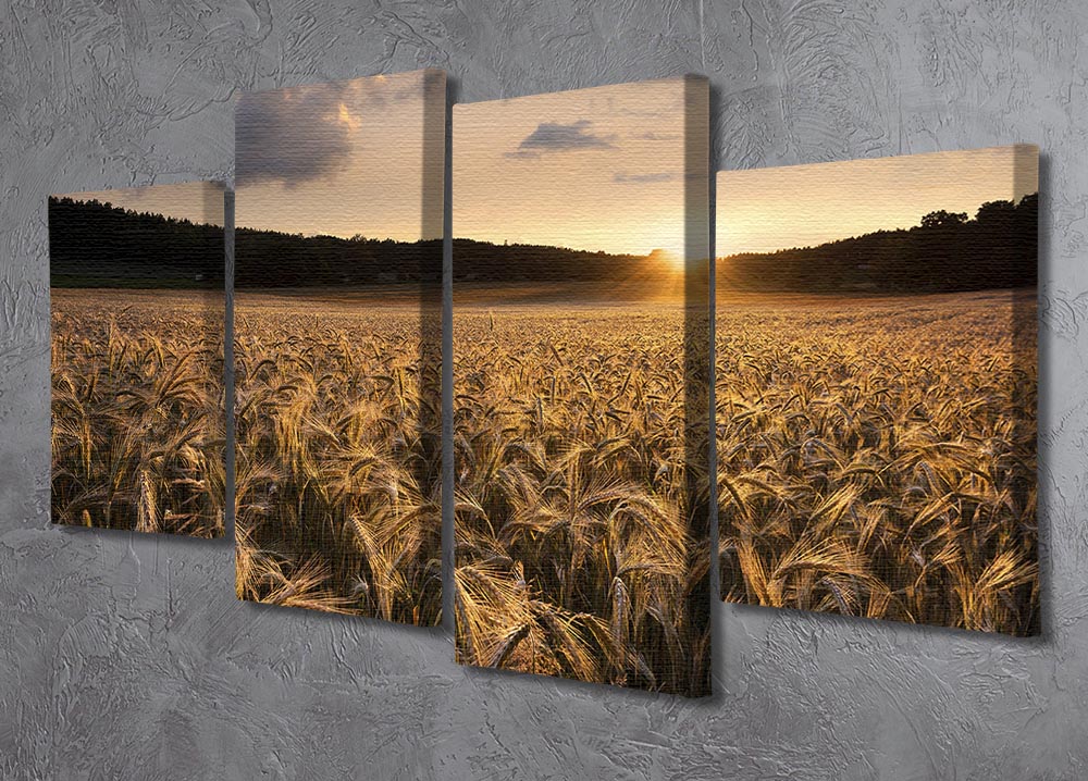 Fields Of Gold 4 Split Panel Canvas - Canvas Art Rocks - 2