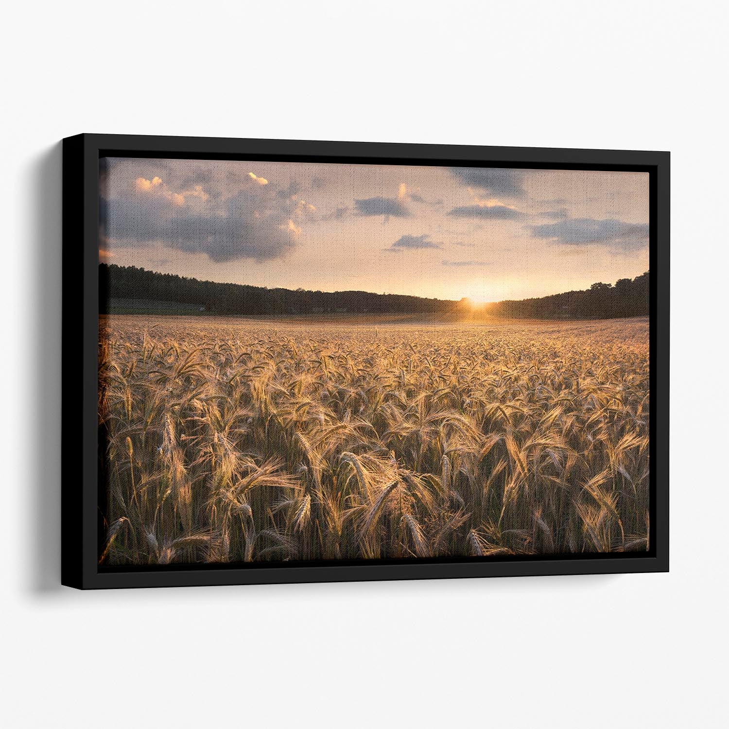 Fields Of Gold Floating Framed Canvas - Canvas Art Rocks - 1