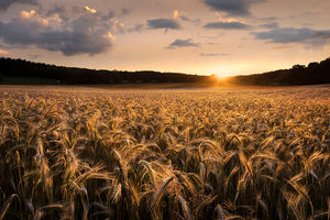 Fields Of Gold Wall Mural Wallpaper - Canvas Art Rocks - 1