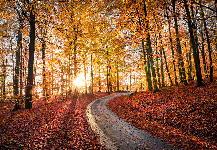 Road In Sapderaysen Nationalpark Sweden Wall Mural Wallpaper