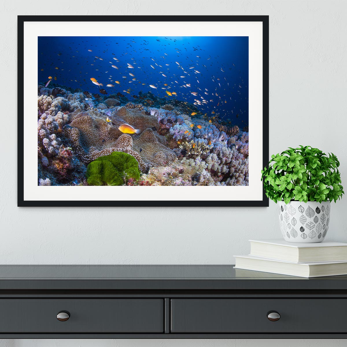 Anemon And Anthias Framed Print - Canvas Art Rocks - 1