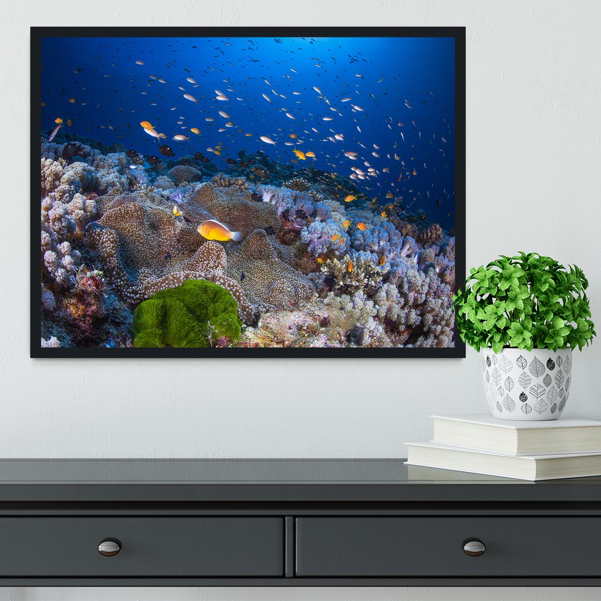 Anemon And Anthias Framed Print - Canvas Art Rocks - 2