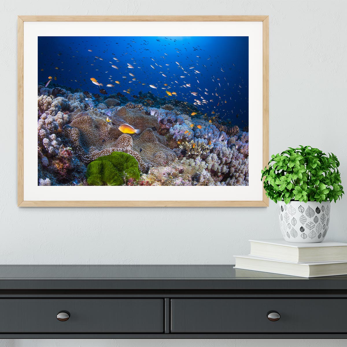 Anemon And Anthias Framed Print - Canvas Art Rocks - 3