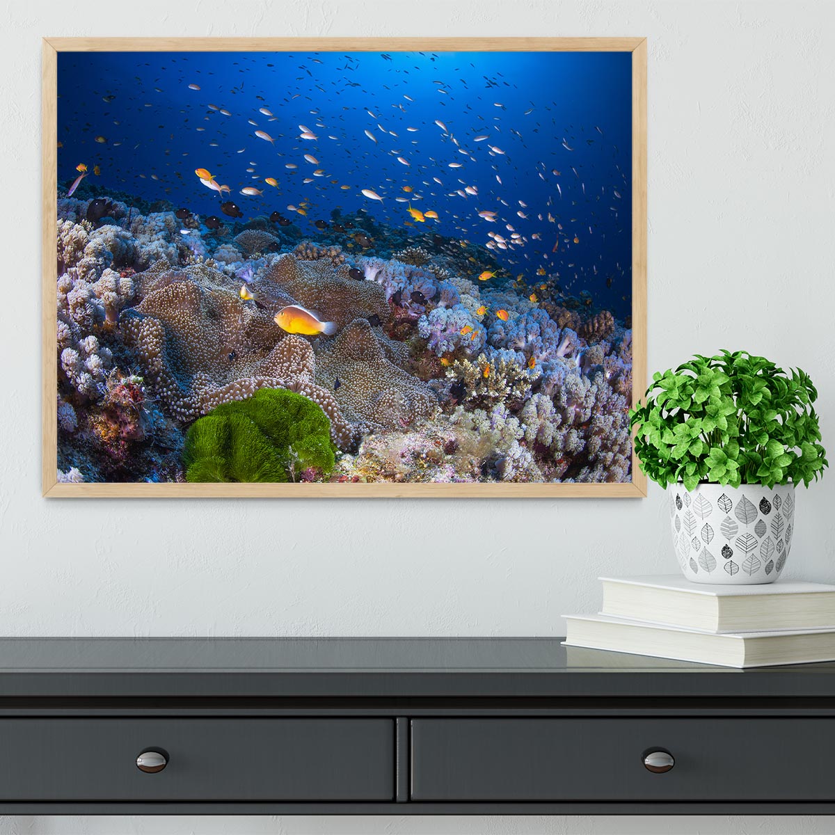 Anemon And Anthias Framed Print - Canvas Art Rocks - 4