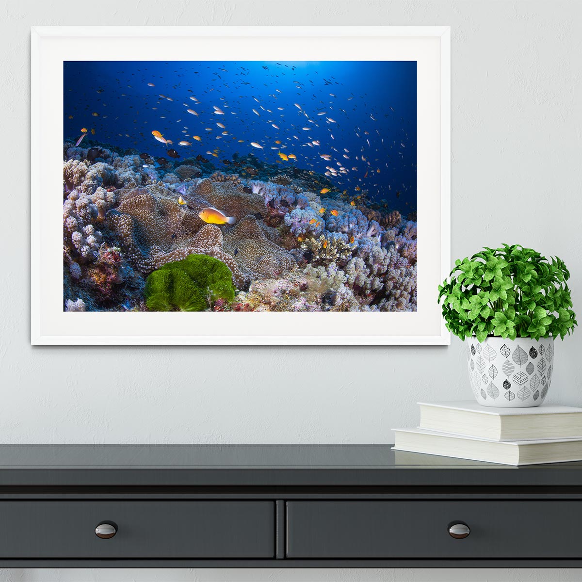 Anemon And Anthias Framed Print - Canvas Art Rocks - 5