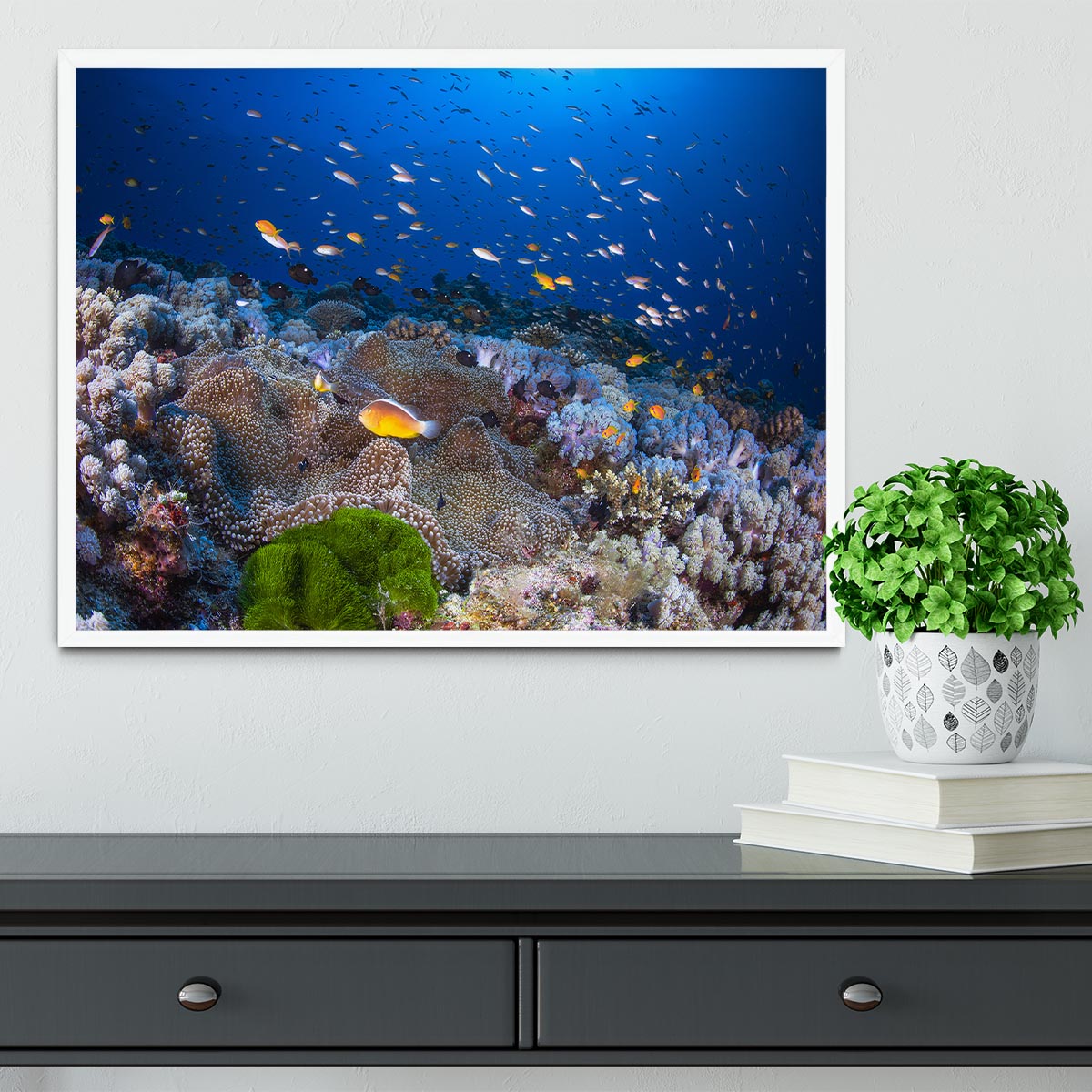 Anemon And Anthias Framed Print - Canvas Art Rocks -6