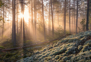 Fog In The Forest With White Moss In The Forground Wall Mural Wallpaper - Canvas Art Rocks - 1