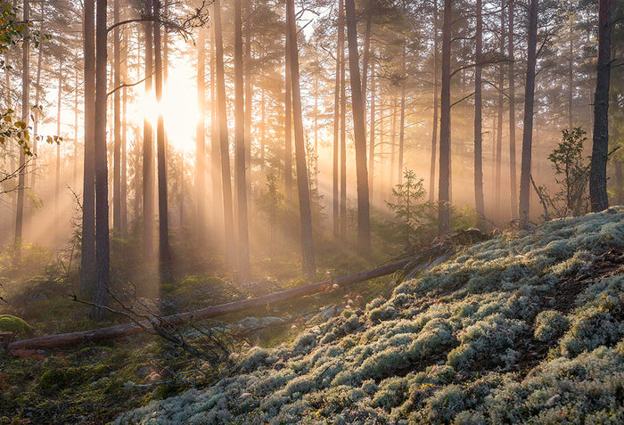 Fog In The Forest With White Moss In The Forground Wall Mural Wallpaper