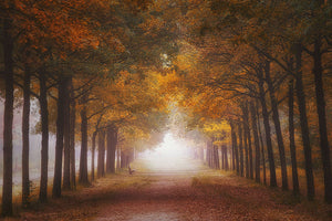 Foggy Autumn Dream Wall Mural Wallpaper - Canvas Art Rocks - 1