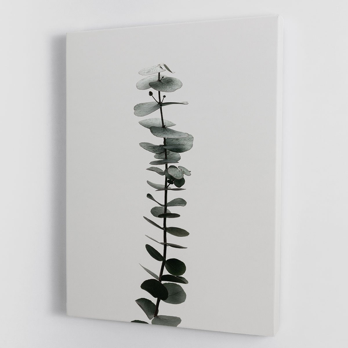 Eucalyptus Natural 02 Canvas Print or Poster - Canvas Art Rocks - 1