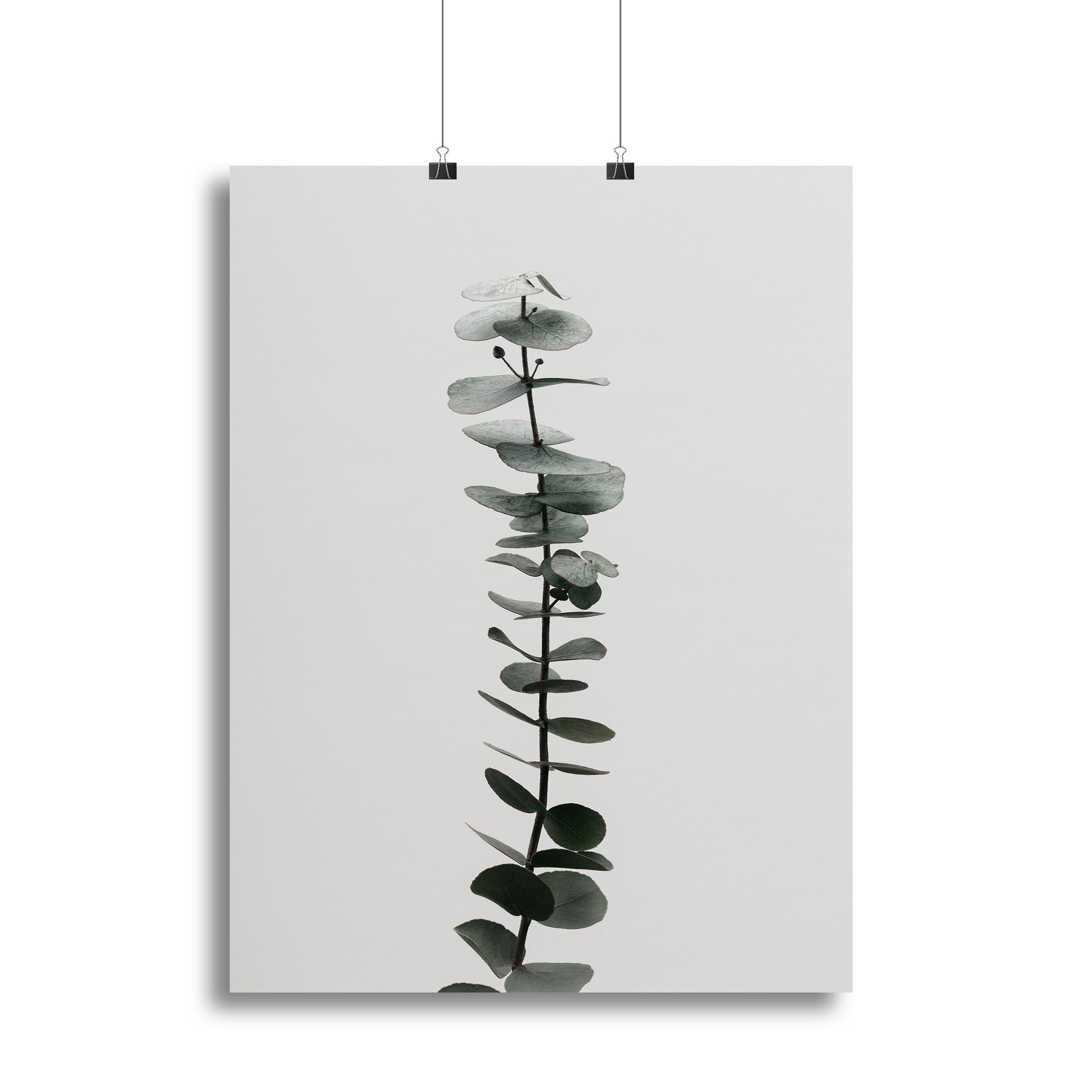 Eucalyptus Natural 02 Canvas Print or Poster - Canvas Art Rocks - 2