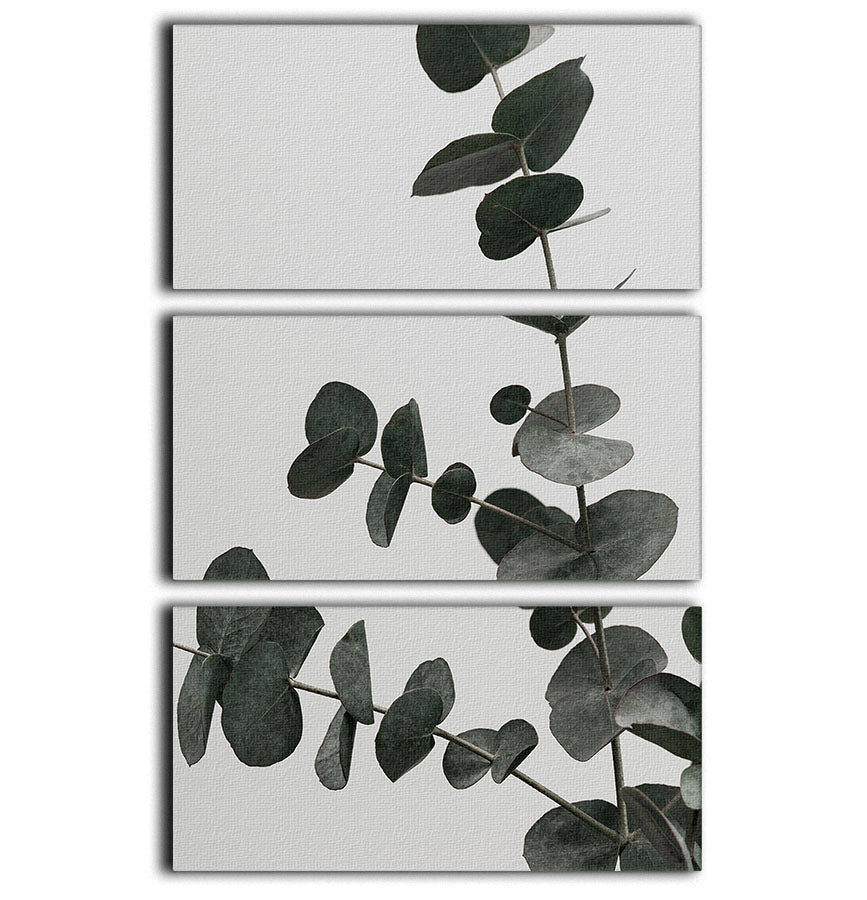 Eucalyptus Natural 05 3 Split Panel Canvas Print - Canvas Art Rocks - 1