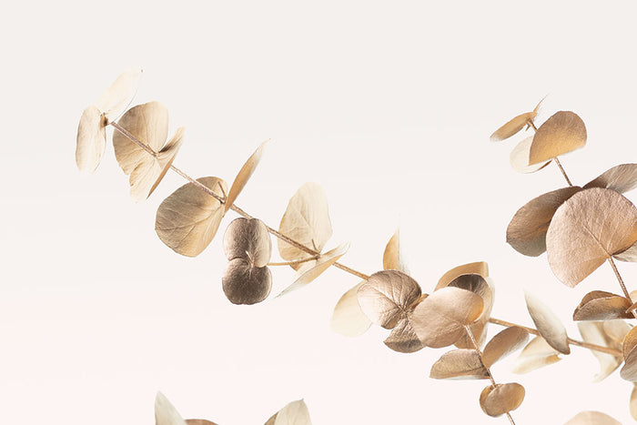 Eucalyptus Gold No 03 Wall Mural Wallpaper