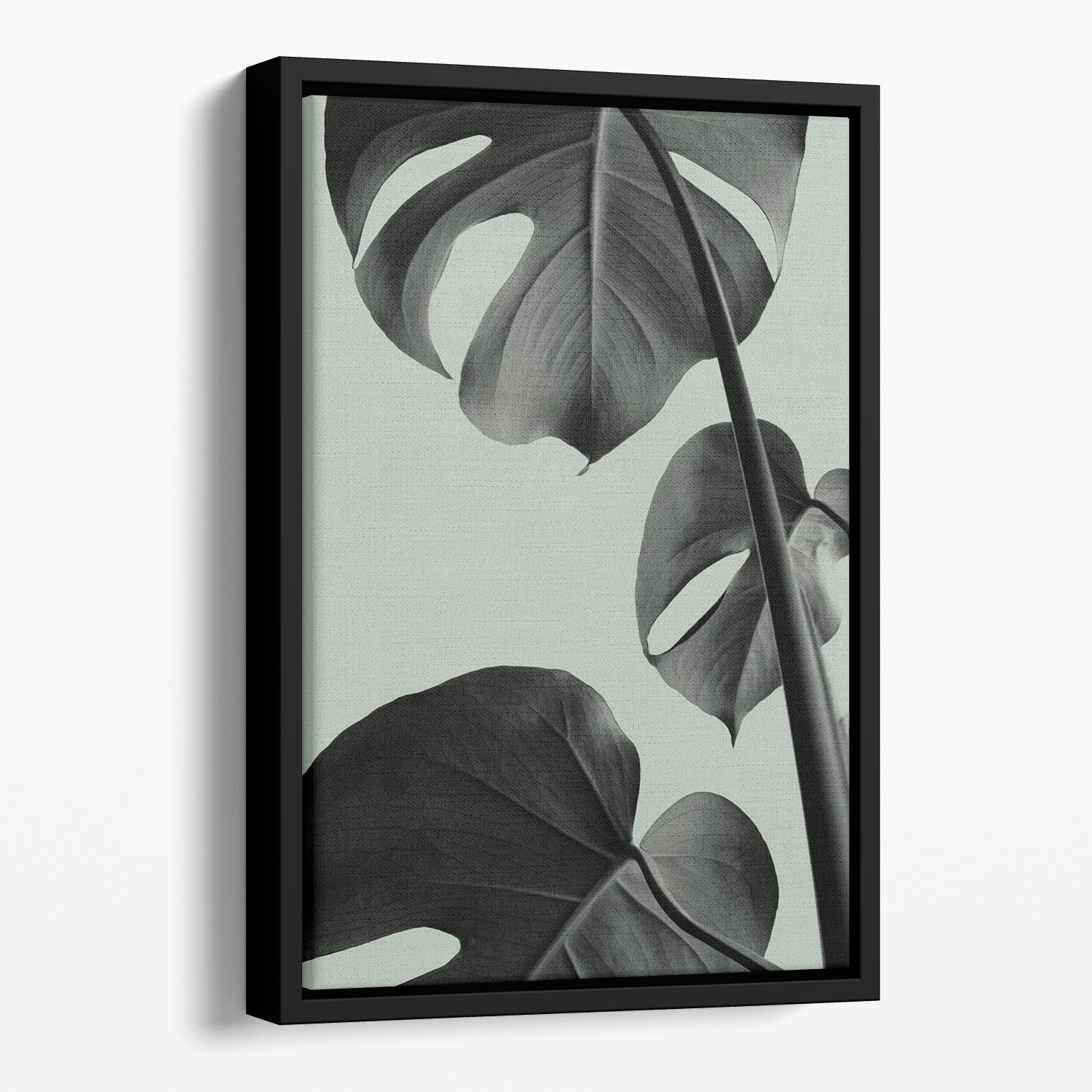 Monstera Teal 03 Floating Framed Canvas - Canvas Art Rocks - 1