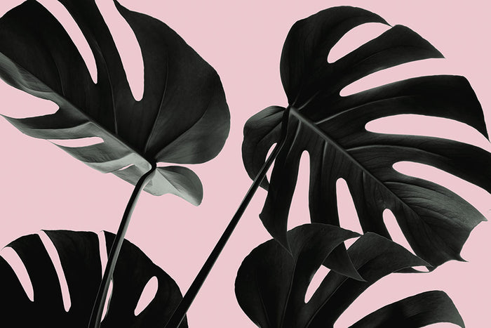 Monstera Pink No 01 Wall Mural Wallpaper