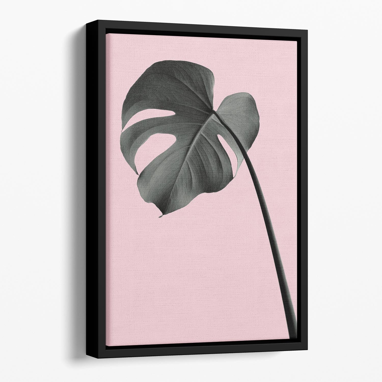 Monstera Pink No 02 Floating Framed Canvas - Canvas Art Rocks - 1