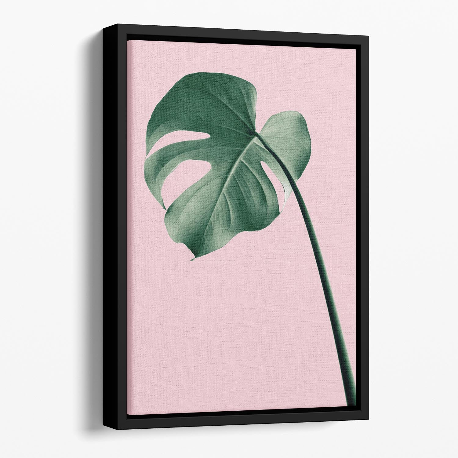 Monstera Pink No 05 Floating Framed Canvas - Canvas Art Rocks - 1