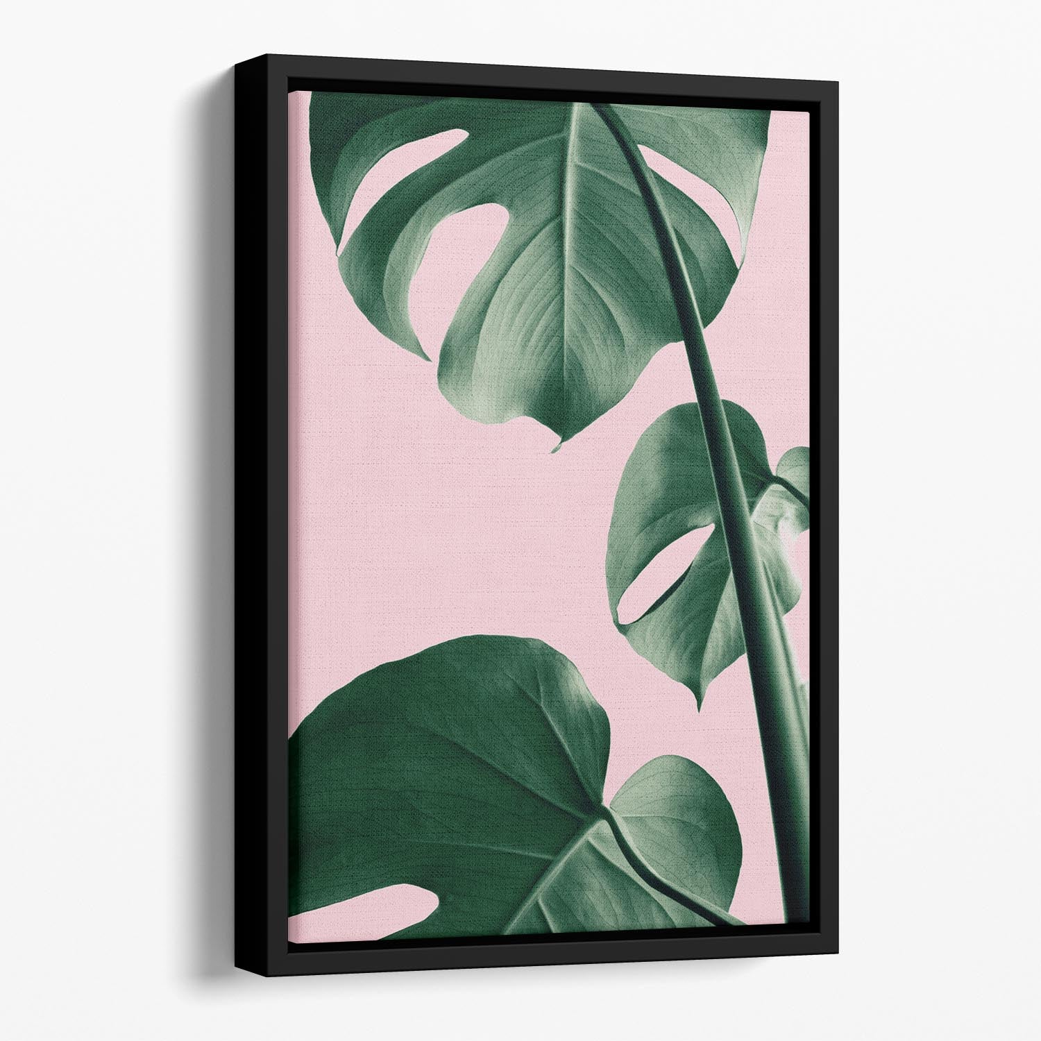 Monstera Pink No 06 Floating Framed Canvas - Canvas Art Rocks - 1