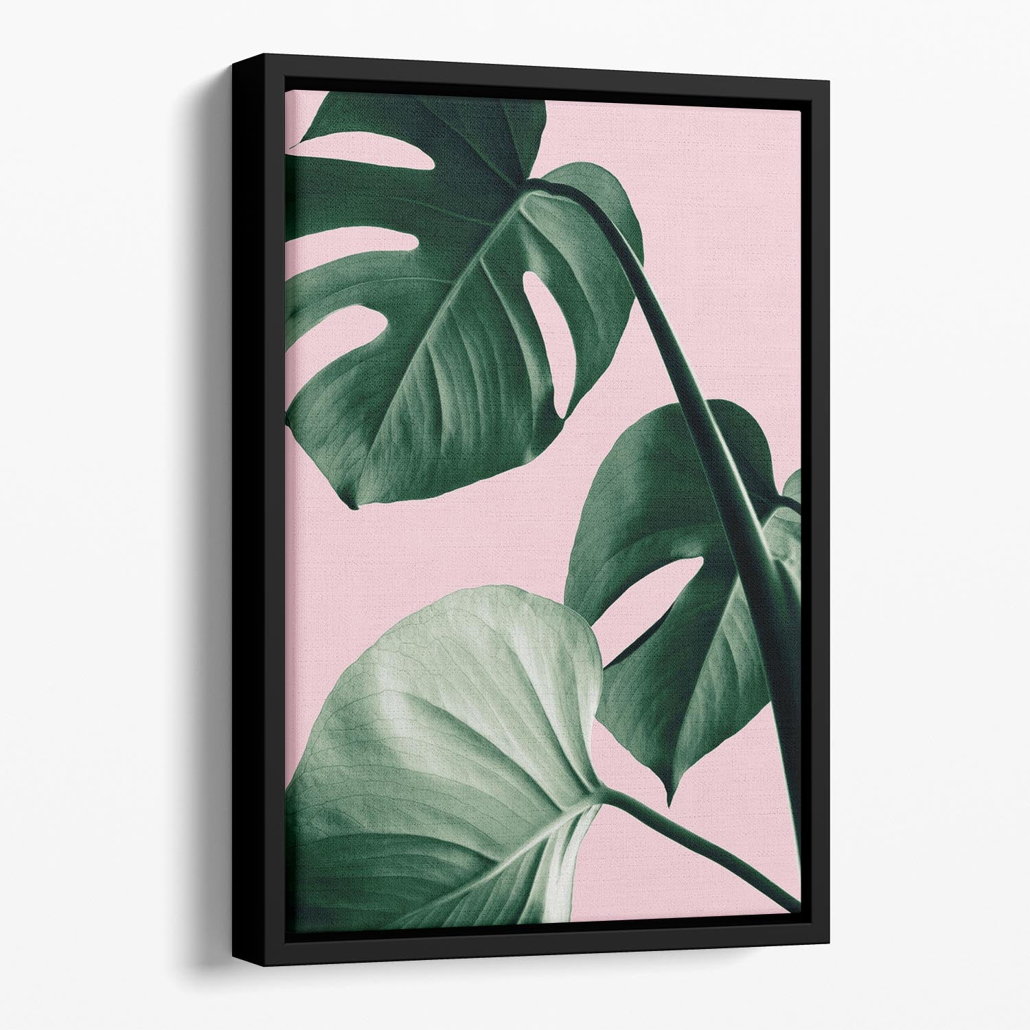 Monstera Pink No 07 Floating Framed Canvas - Canvas Art Rocks - 1