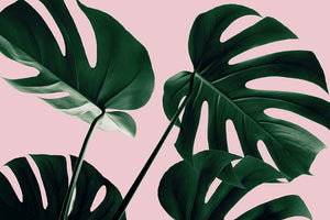 Monstera Pink No 08 Wall Mural Wallpaper - Canvas Art Rocks - 1