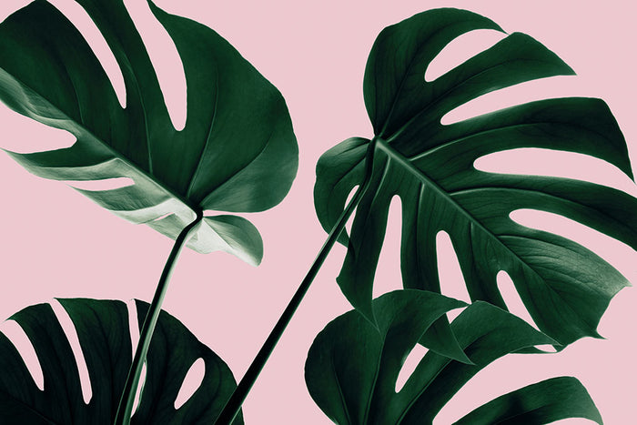 Monstera Pink No 08 Wall Mural Wallpaper