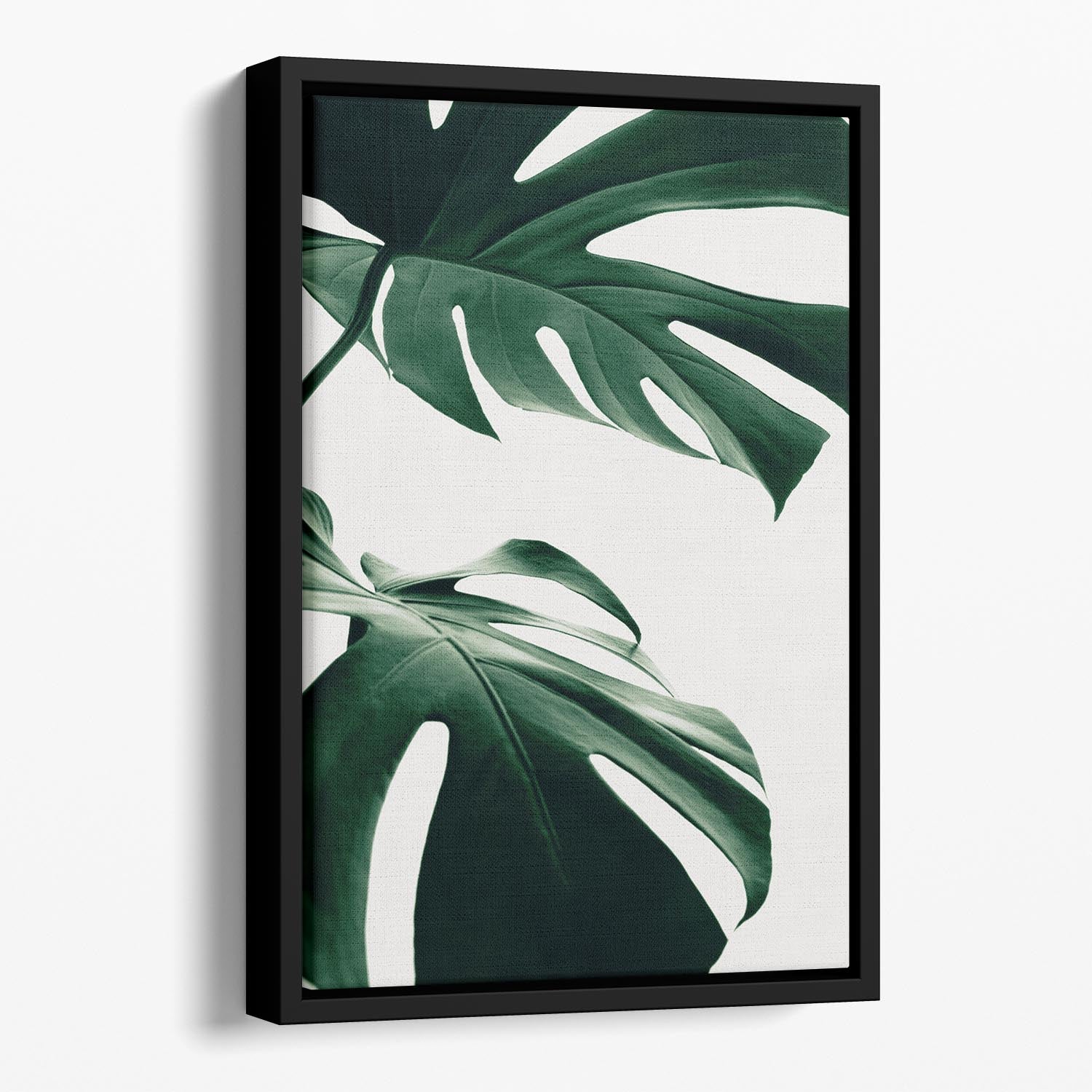 Monstera Natural 12 Floating Framed Canvas - Canvas Art Rocks - 1