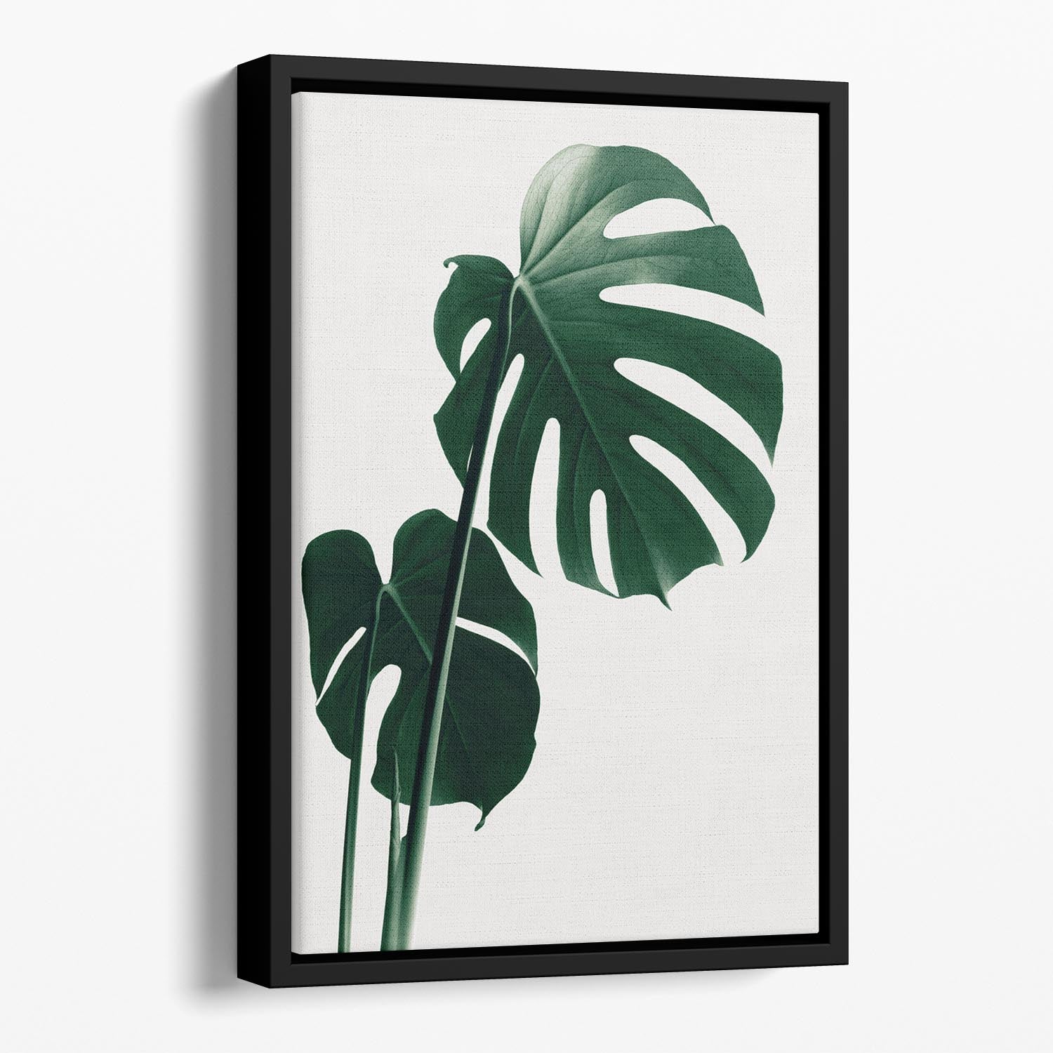 Monstera Natural 16 Floating Framed Canvas - Canvas Art Rocks - 1