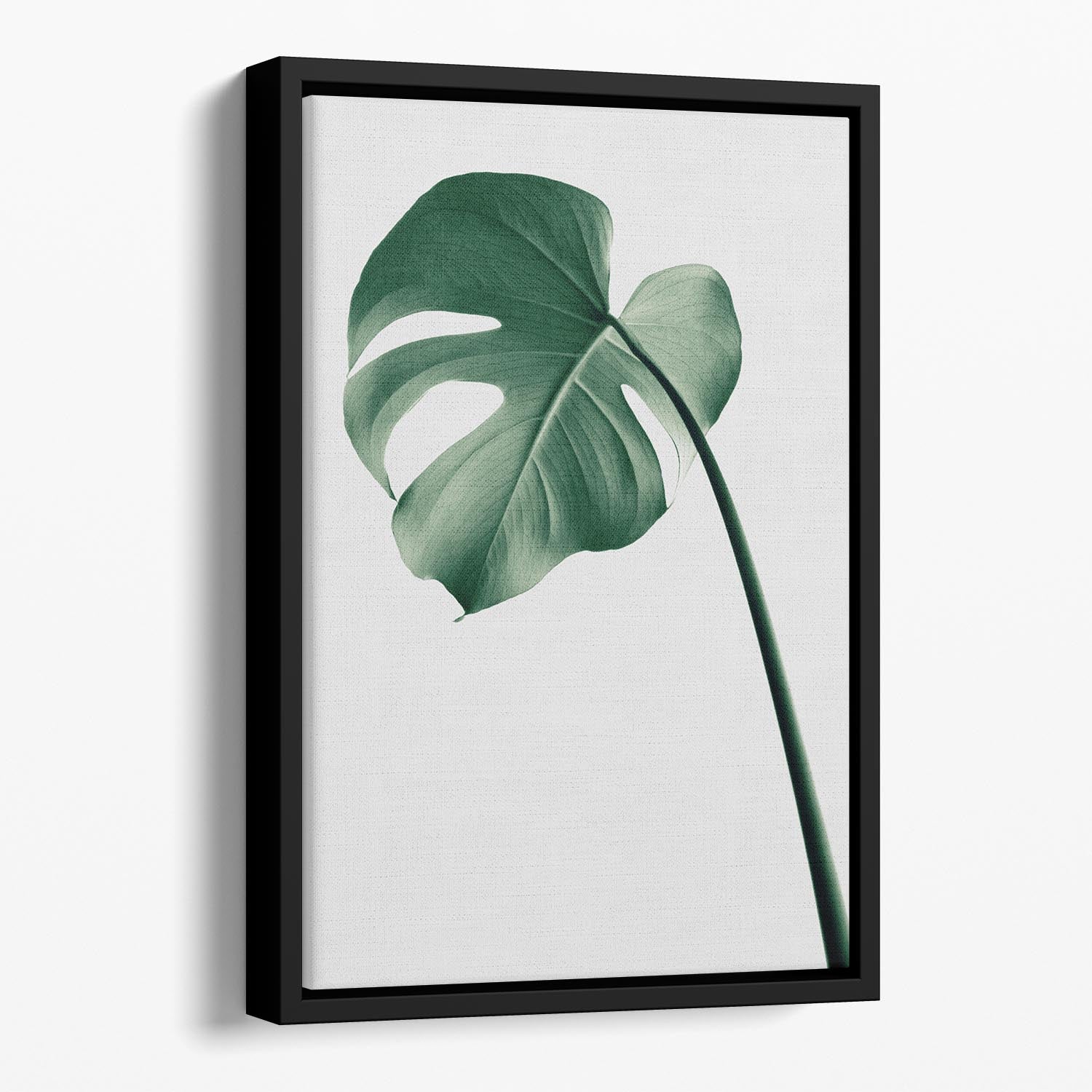 Monstera Natural 36 Floating Framed Canvas - Canvas Art Rocks - 1