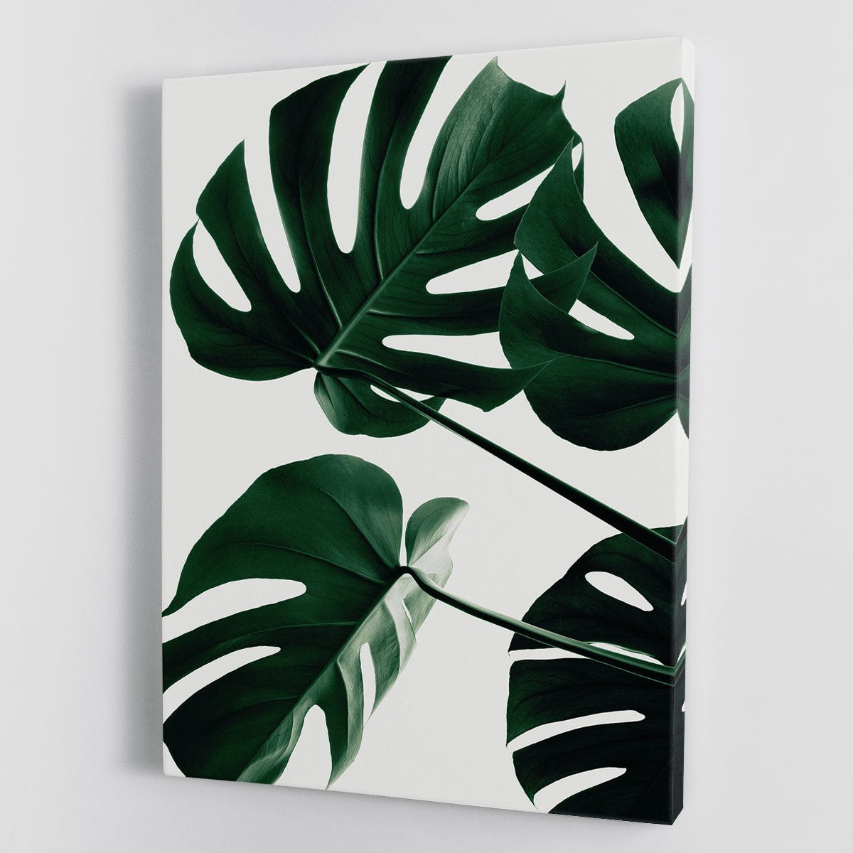 Monstera Natural 43 Canvas Print or Poster - Canvas Art Rocks - 1