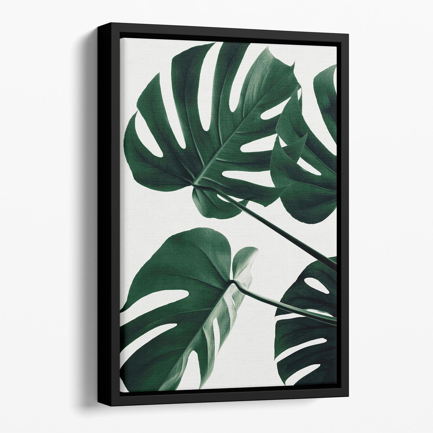 Monstera Natural 43 Floating Framed Canvas - Canvas Art Rocks - 1