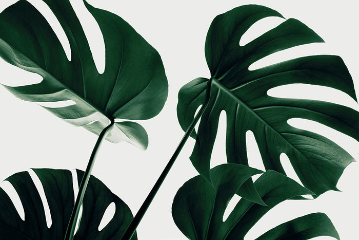 Monstera Natural 43 Wall Mural Wallpaper