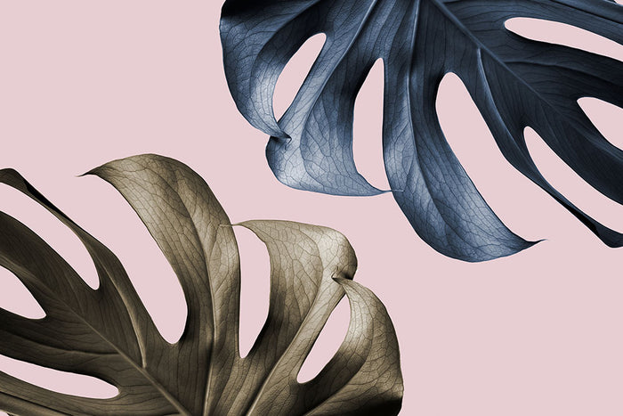 Monstera Pink Light 01 Wall Mural Wallpaper