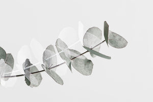 Eucalyptus Creative 05 Wall Mural Wallpaper - Canvas Art Rocks - 1