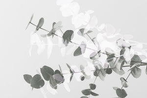 Eucalyptus Creative 08 Wall Mural Wallpaper - Canvas Art Rocks - 1