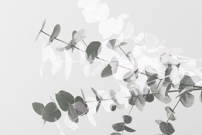 Eucalyptus Creative 08 Wall Mural Wallpaper