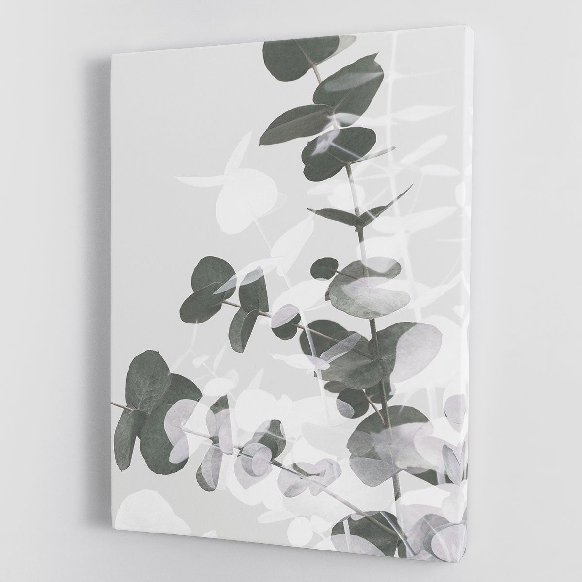 Eucalyptus Creative 09 Canvas Print or Poster - Canvas Art Rocks - 1