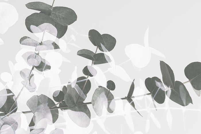 Eucalyptus Creative 09 Wall Mural Wallpaper