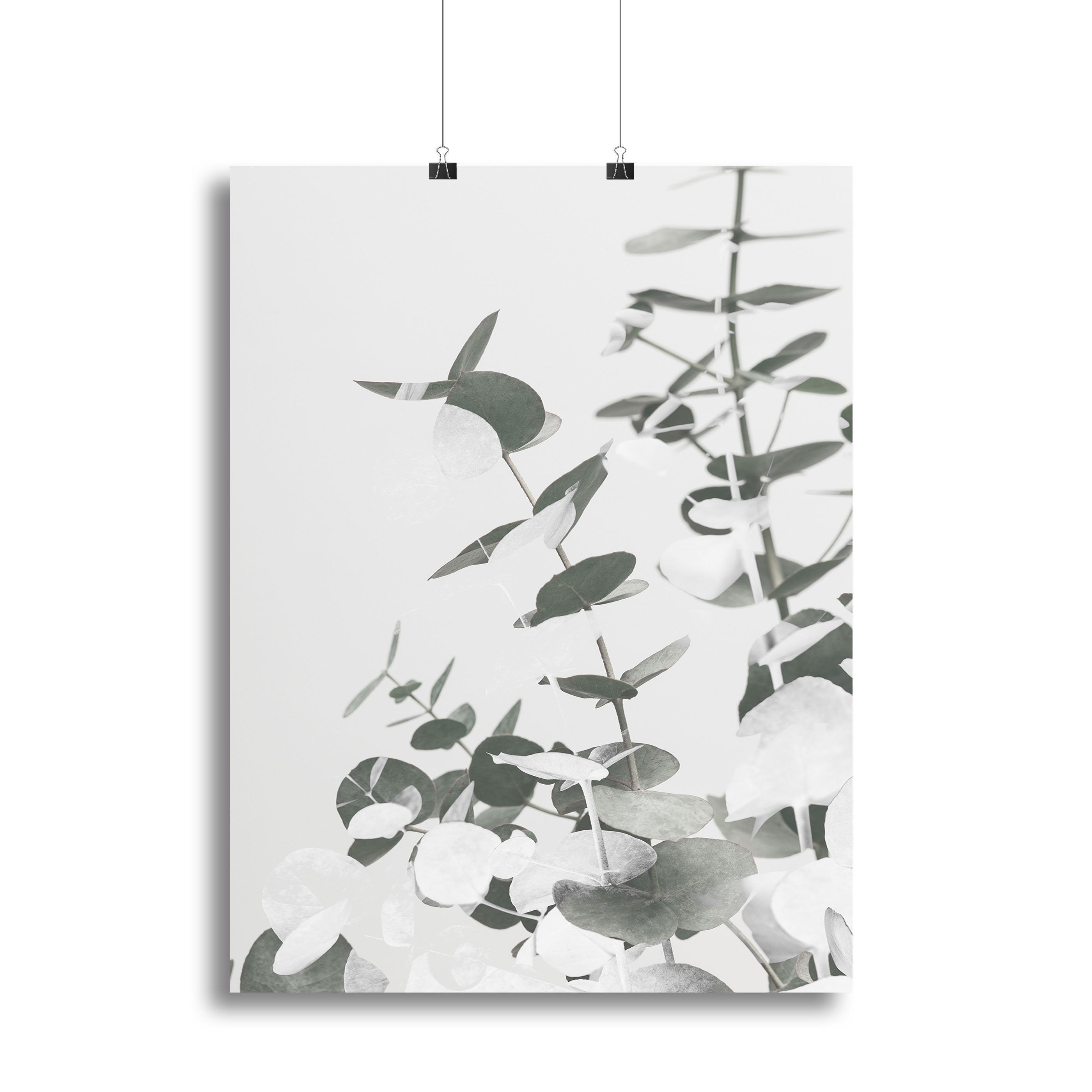 Eucalyptus Creative 10 Canvas Print or Poster - Canvas Art Rocks - 2