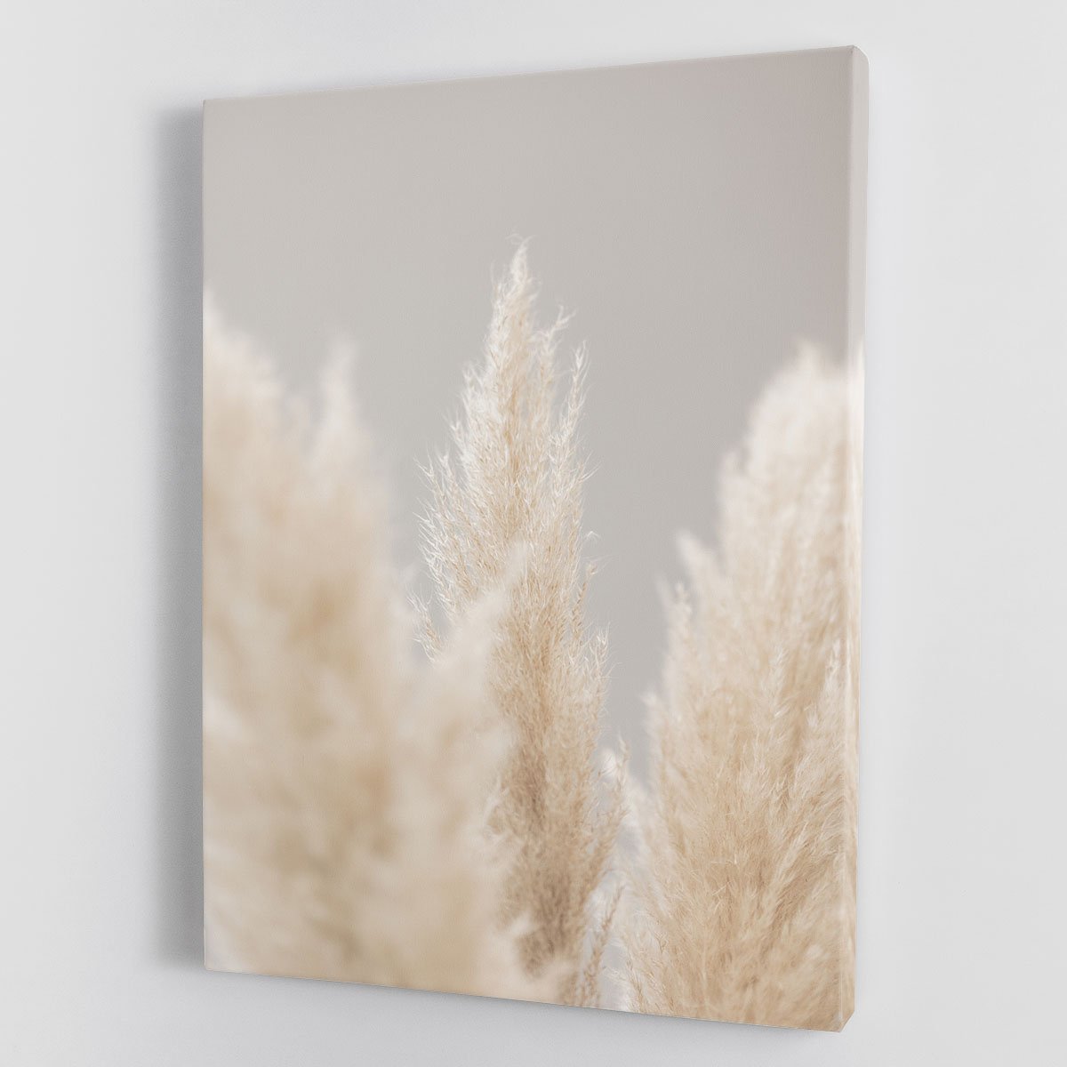 Pampas Grass Grey 04 Canvas Print or Poster - Canvas Art Rocks - 1