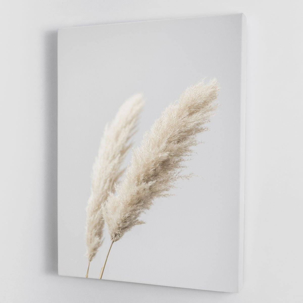 Pampas Grass Grey 13 Canvas Print or Poster - Canvas Art Rocks - 1
