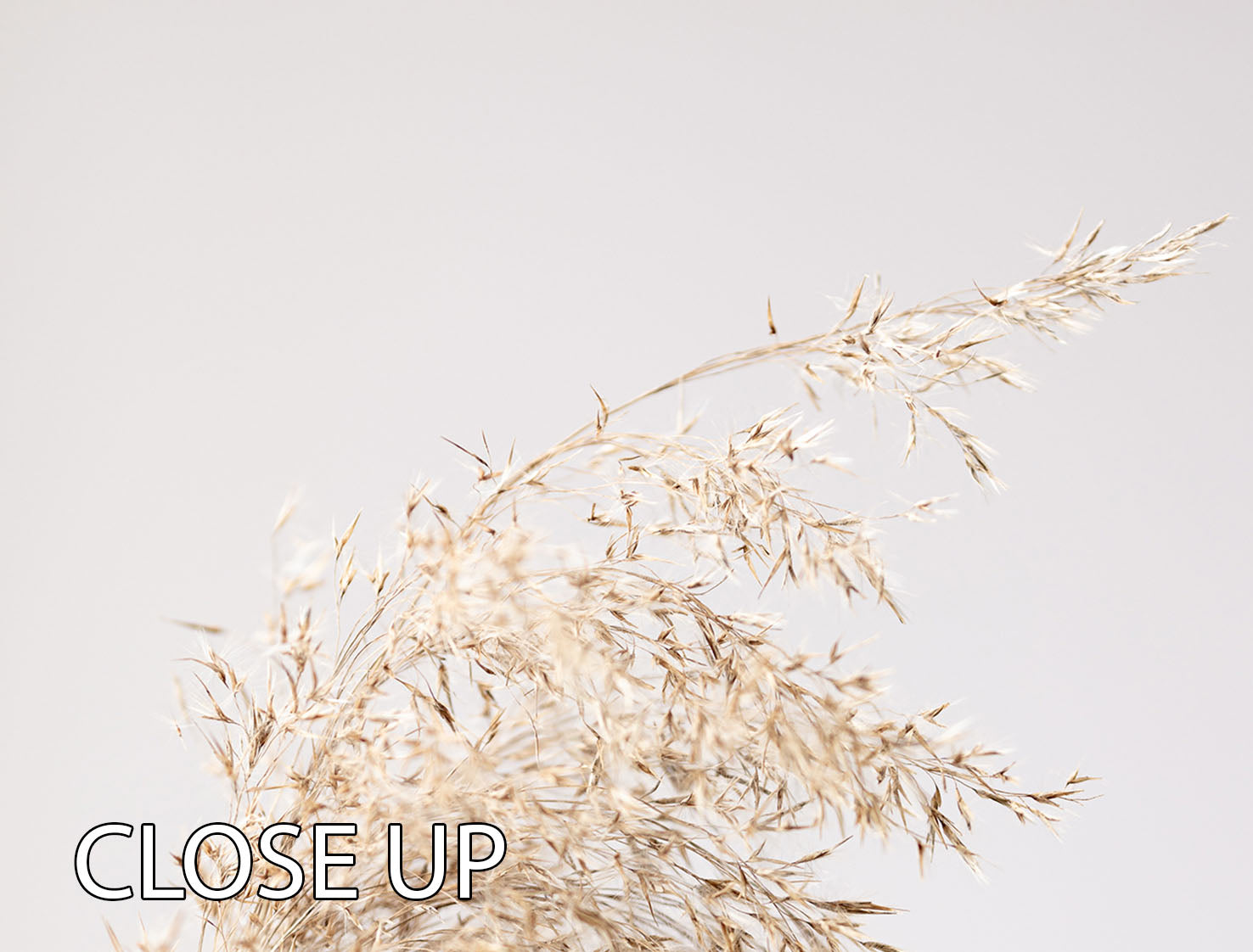 Reed Grass Grey 06 3 Split Panel Canvas Print - Canvas Art Rocks - 3