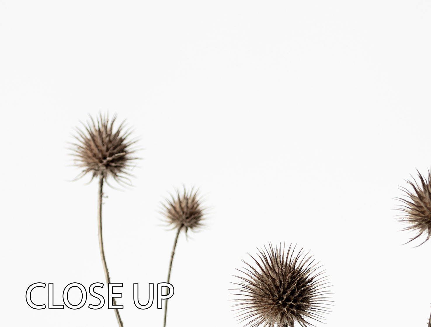 Thistle Grey 09 3 Split Panel Canvas Print - Canvas Art Rocks - 3