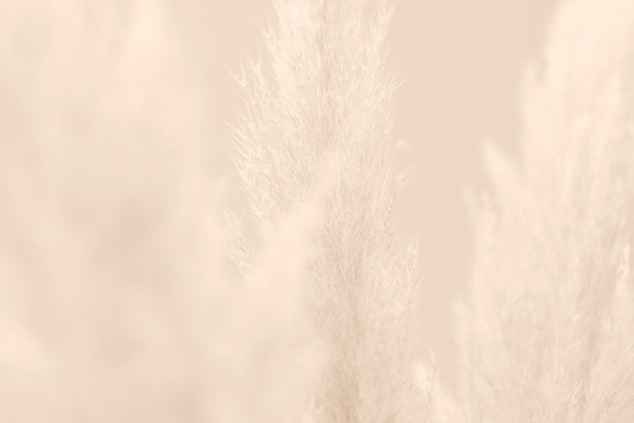 Pampas Grass Beige 04 Wall Mural Wallpaper