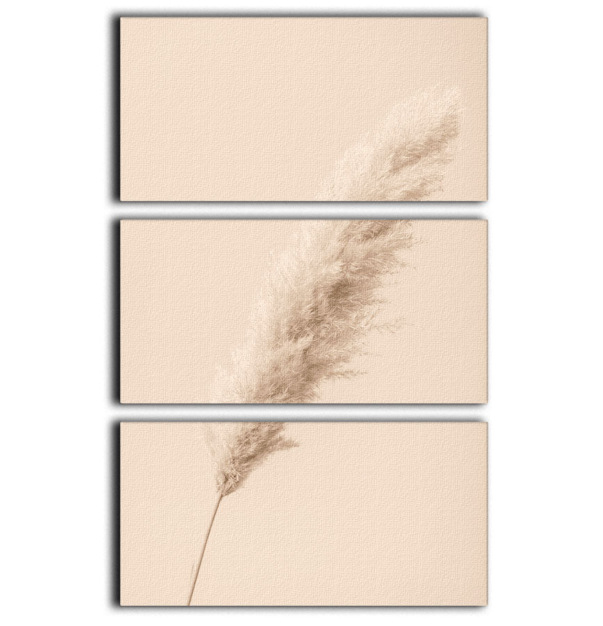 Pampas Grass Begie 14 3 Split Panel Canvas Print - Canvas Art Rocks - 1