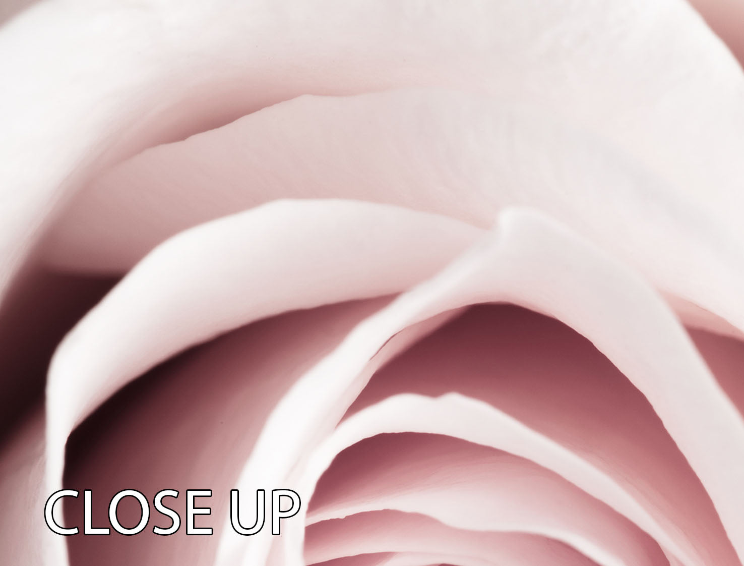 Pink Rose No 1 3 Split Panel Canvas Print - Canvas Art Rocks - 3