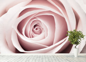 Pink Rose No 1 Wall Mural Wallpaper - Canvas Art Rocks - 4